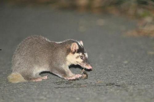 rap猹吃瓜,揭秘娱乐圈的“瓜田”风云