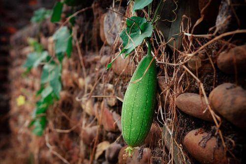 吃瓜的瓜指的是什么