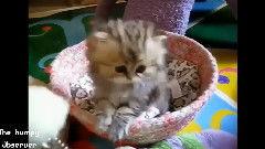 萌宠视频最近爆料大全下载