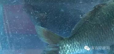 明星养什么真鱼,揭秘明星们钟爱的真实鱼类宠物